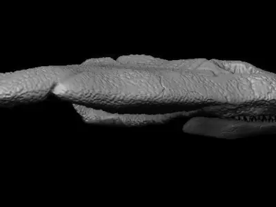 Diplocaulus Skull 3D model