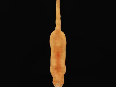 Jaguarundi Wildcat Animal Low-poly 3D model