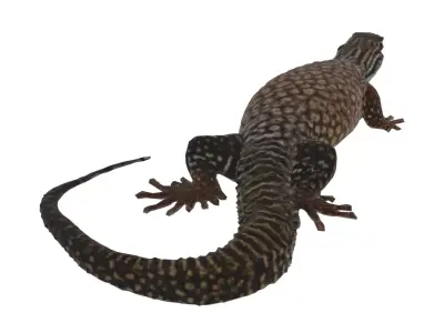 Ackie Monitor Lizard Low-poly 3D model