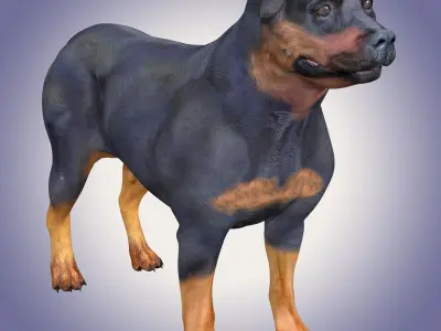 Rottweiler Dog Rig 3D model