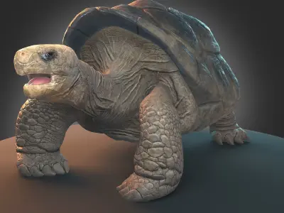 Large land turtle PBR  Low-poly 3D model