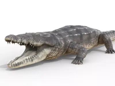 Animated Crocodile Low-poly 3D model