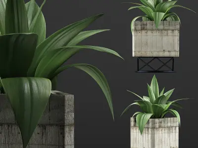Plants Collection 93 3D model