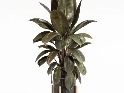 Rubber Plant with Modern Wooden Stand 3D model