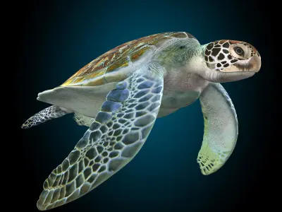 Turtle 3D model