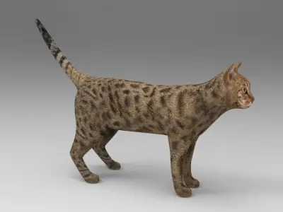 3D cat animated 3d low poly  Low-poly 3D model