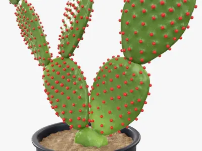 Cactus in a black plastic pot 3D model