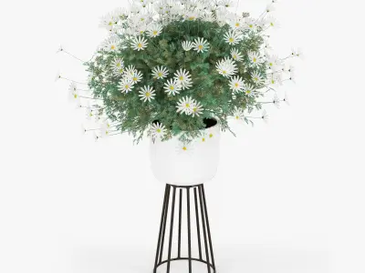 chamomile daisies in pots 3D model