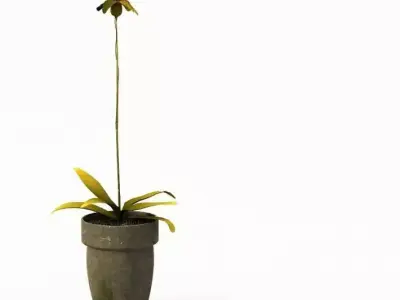 Potted House Plant 3D model