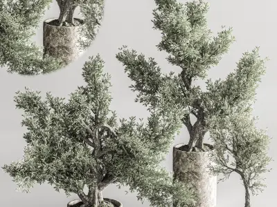 Bonsai collection set vol 02 3D model