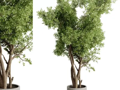 Tree Branch palnt - set indoor plant 681  3D model