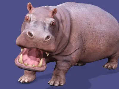 Hippopotamus Rigged Animated 11 Low-poly 3D model