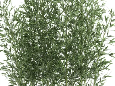 Bamboo bush for the interior in a white flowerpot 579 3D model