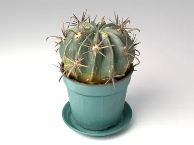 Cactus pot-plant 2 -blue vase 3D model
