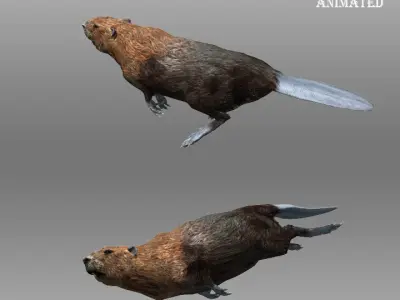 Beaver Animated Low-poly 3D model