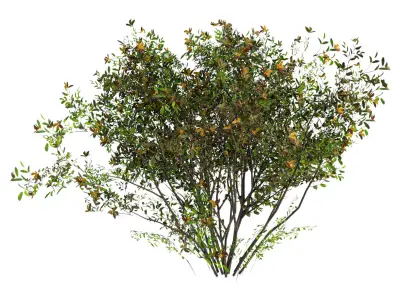 3 bushes 3D model