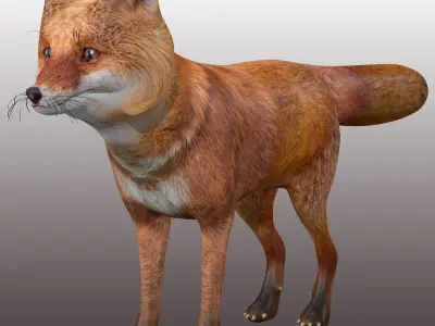 Fox Rig Low-poly 3D model