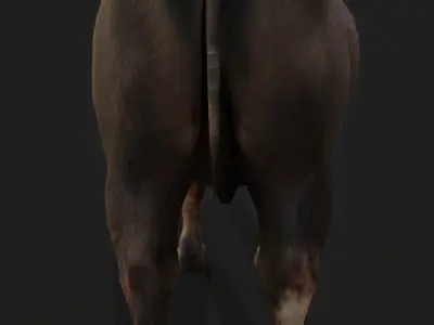 1PBR2film3 and4 television5buffalo6old ox7 bull8 livestock9  Low-poly 3D model