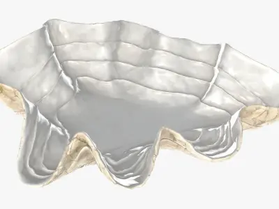 Clam shell bowl 3D model