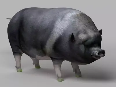 pig meat pork bacon pigletshoat swinedomestic 3D model