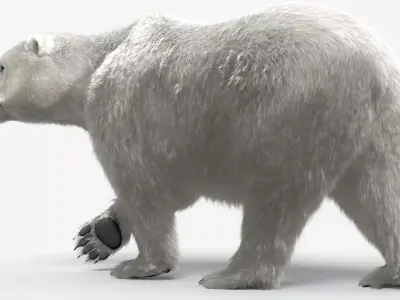 Bear-polar-maya polar bear 3D model