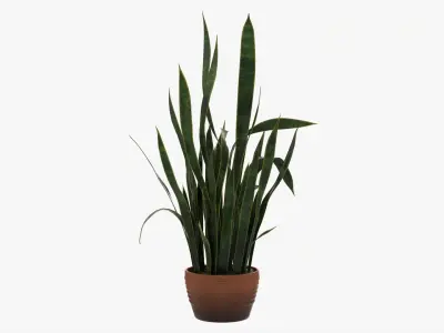 Snake plant Dracaena trifasciata 03 3D model