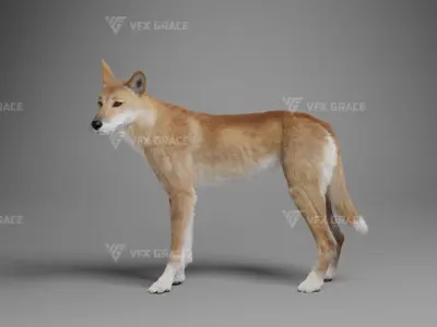 Australian Dingo Animation - VFX Grace 3D model