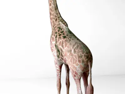 Giraffes full body Low-poly 3D model