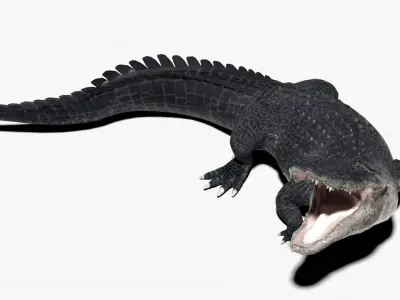 rigged realistic alligator Low-poly 3D model