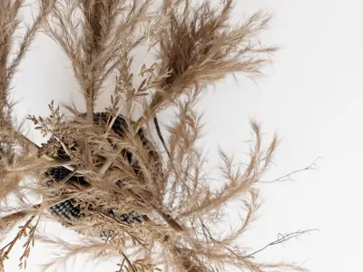 Brown Pampas 3D model