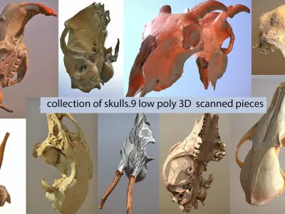 9 low poly scanned animal skulls Low-poly 3D model