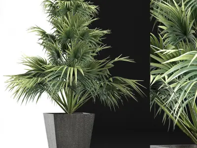 Plants Collection 192 Sabal Minor 3D model