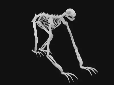 Sloth skeleton 3D model