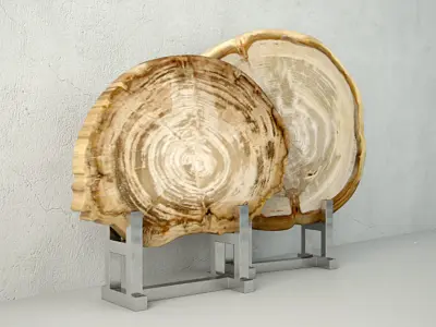 White Petrified Wood Slices 3D model