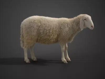 Assaf Sheep01 with 1 Animation  VFX Grace  3D model