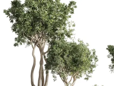 wooden Box Plants on Stand  of houseplants indoor 193 3D model