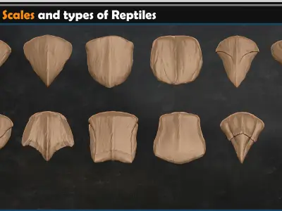 Dragon scales-types of reptiles Vol 01 3D model