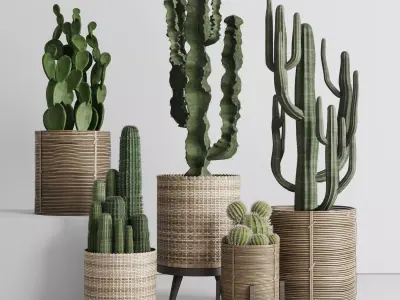 A SET of plants and cactus in handmade wooden baskets 286 3D model