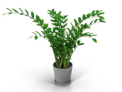 Zamioculcas plant in pot 3D model