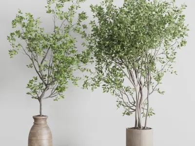 indoor plant set 413 pot tree in a wooden old vase  Low-poly 3D model