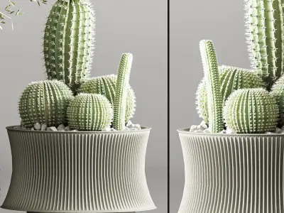 Cactus   Plant vol 02 3D model