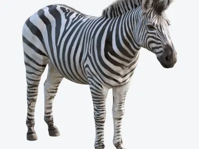 Zebra Low-poly 3D model