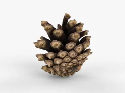 Photorealistic 3D scan of pine conifer cone Low-poly 3D model