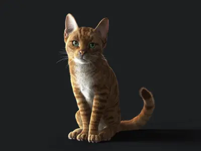 Cat Orange Tabby RIG  YETI version 3D model