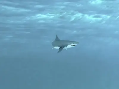 Shark Animated Low-poly 3D model