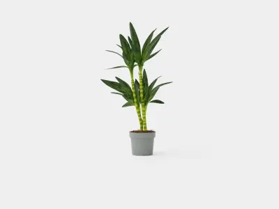 Dracaena Janet Lind Low-poly 3D model