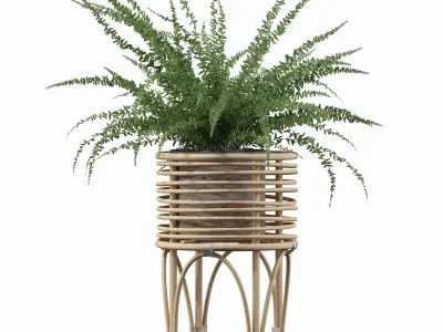 Fern in rattan stand 3D model purchase