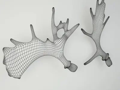 Naturally-Shed Moose Antlers 3D model