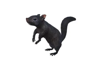 Black Canadian Squirrel Low-poly 3D model