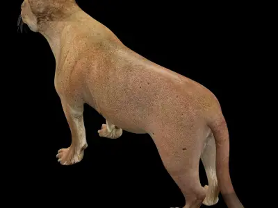   Lion female - Lioness Rig Low-poly 3D model